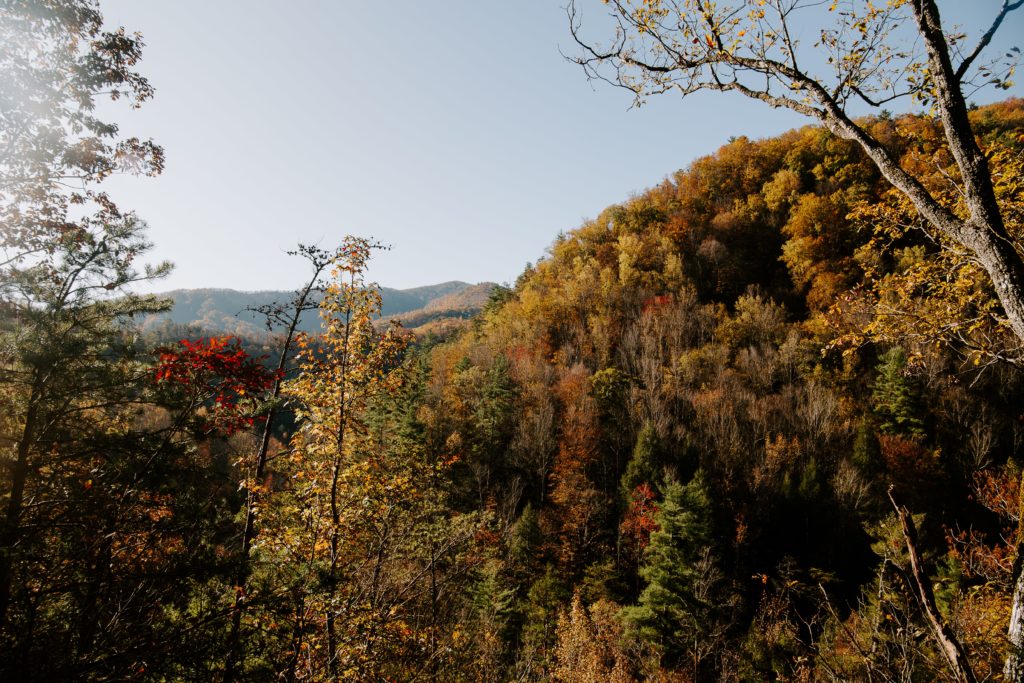Leaves changing colors during fall in Great Smoky National Park in Tennessee