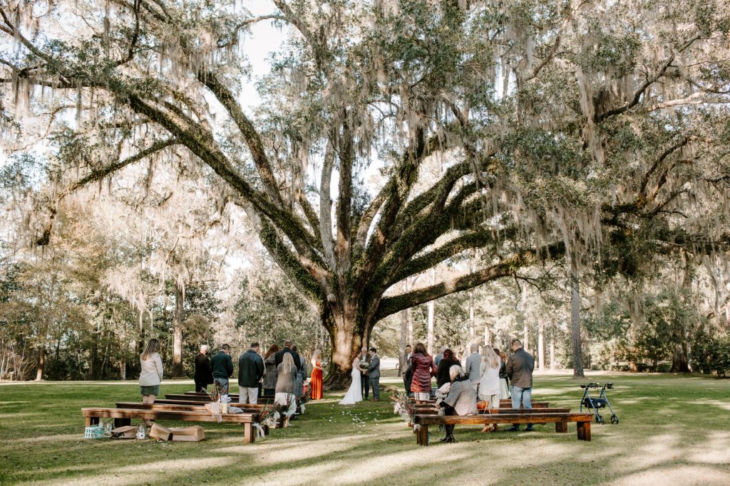 A wide shot of an oak tree with spanish moss hanging off of it while the intimate wedding is gathered under it watching the couple say their vows
