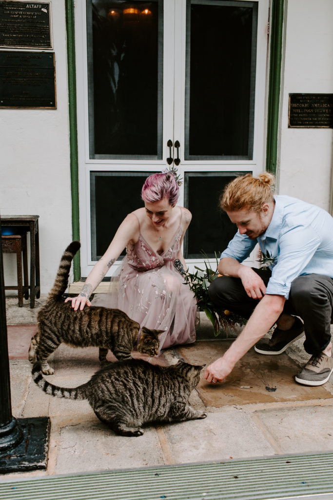 Couple in wedding attire petting cats at the hemingway house in key west