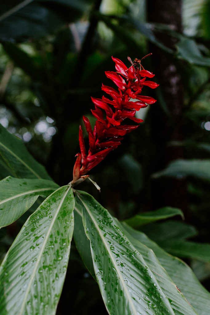 A red flower at the hemingway house in key west