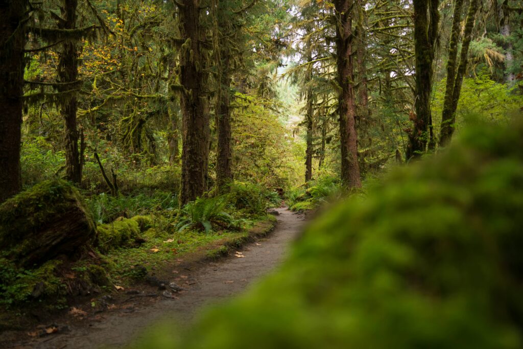 Olympic National Park elopement photographer 